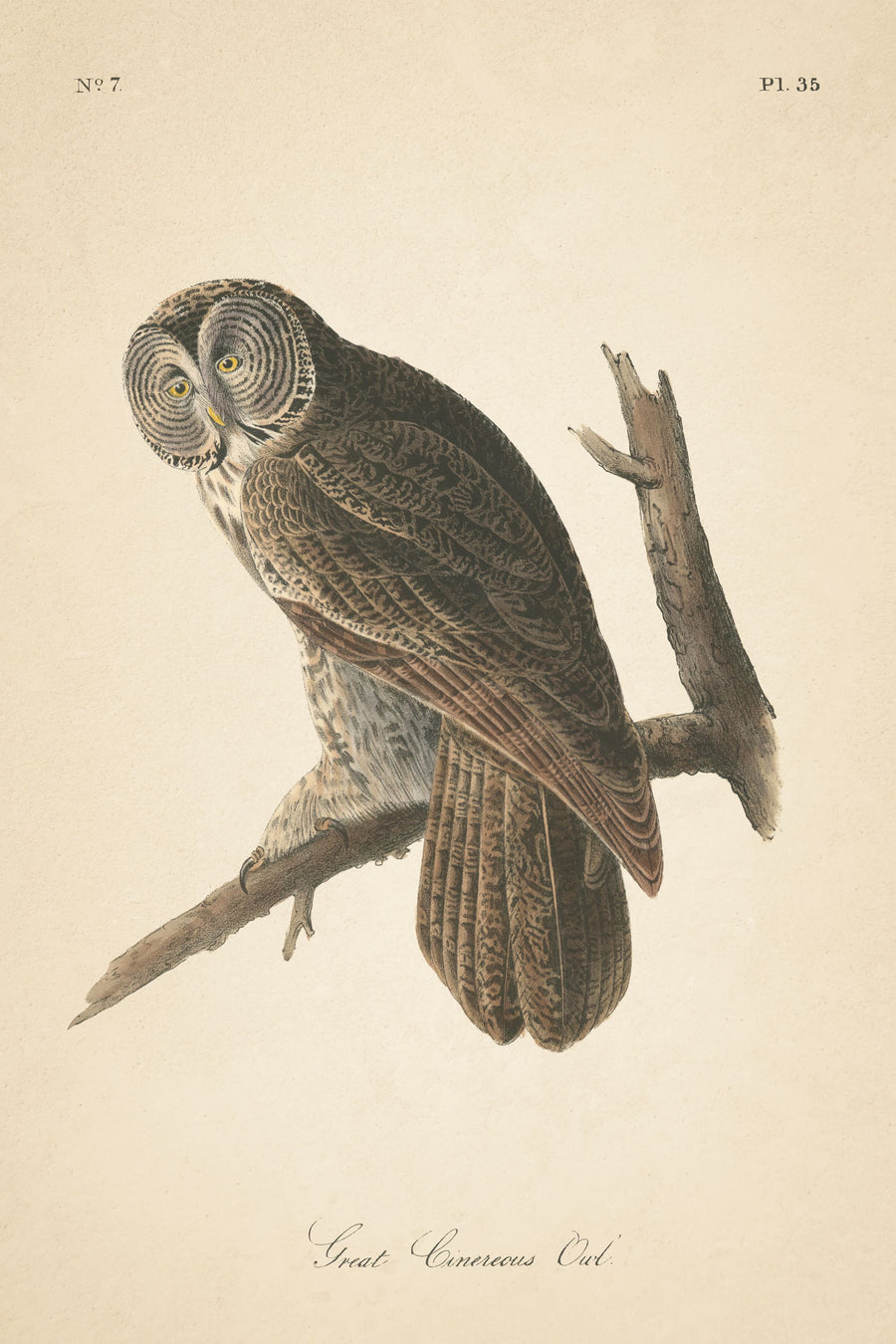 Forest Owls II Mural Wallpaper