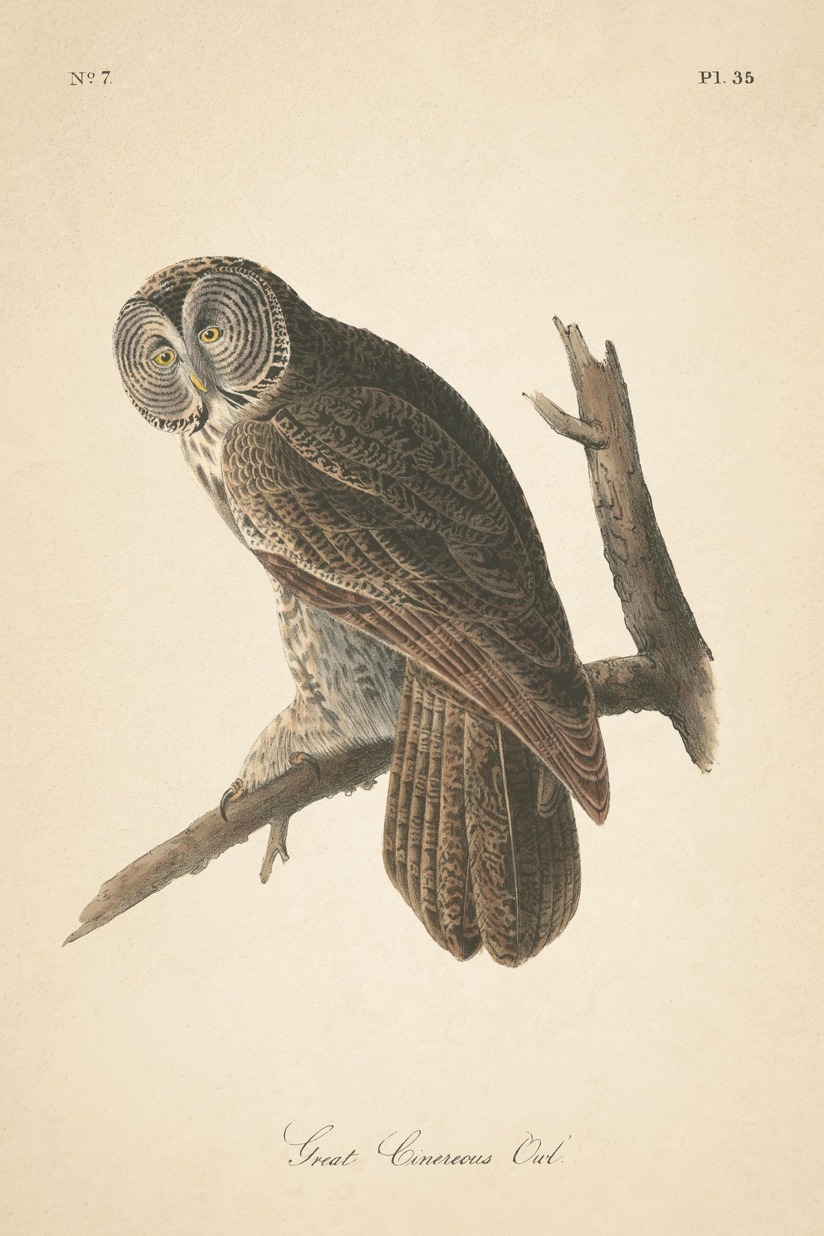 Forest Owls II Mural Wallpaper - pure wallpaper artwork