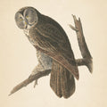 Forest Owls II Mural Wallpaper - pure wallpaper artwork