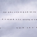 Birds in Harmony Mural Wallpaper - pure wallpaper artwork