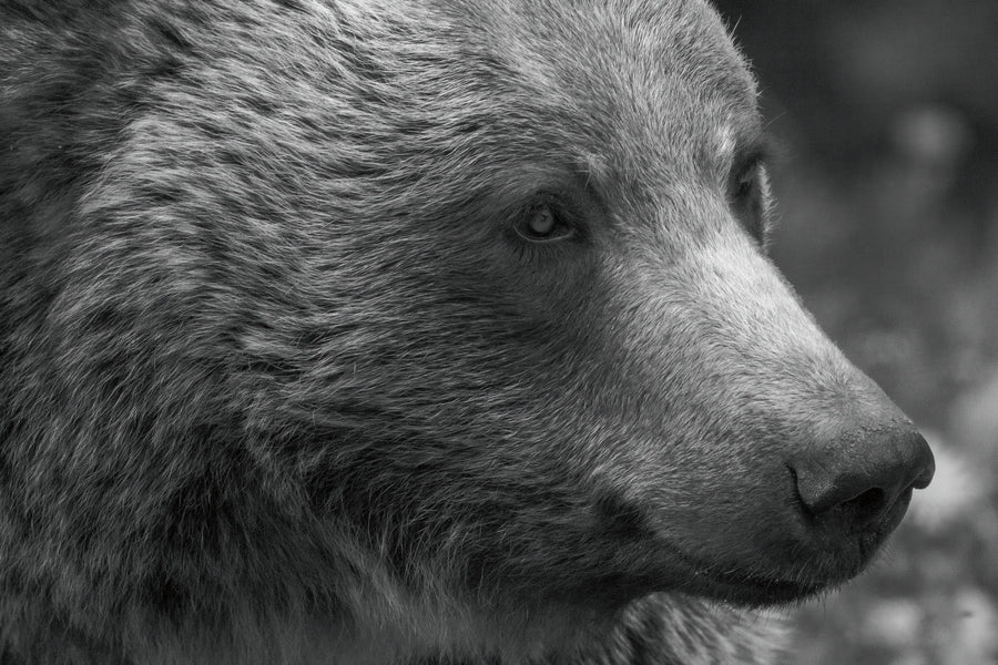 British Columbia Grizzly Portrait Mural Wallpaper