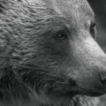 British Columbia Grizzly Portrait Mural Wallpaper - pure wallpaper artwork