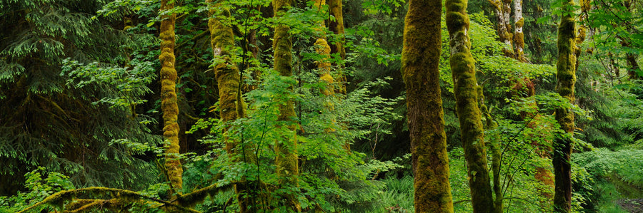 Evergreen Trees Mural Wallpaper