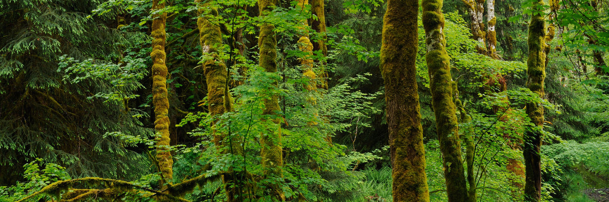 Evergreen Trees Mural Wallpaper - pure wallpaper artwork
