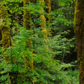 Evergreen Trees Mural Wallpaper - pure wallpaper artwork
