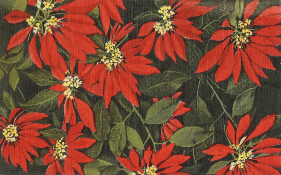 Greetings From the Flowershow Mural Wallpaper