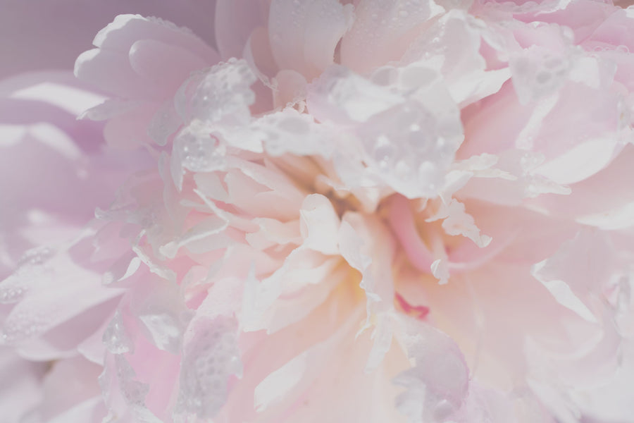 Birth of Flower Mural Wallpaper