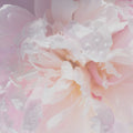 Birth of Flower Mural Wallpaper - pure wallpaper artwork
