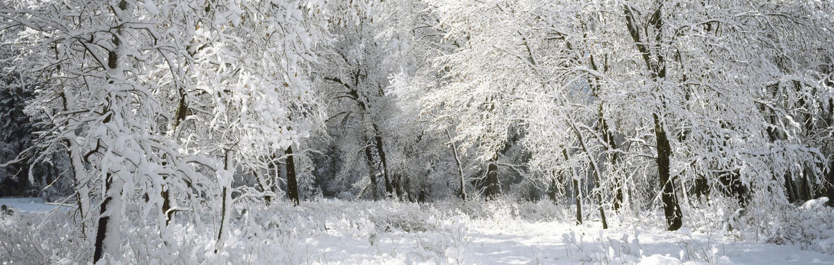 Frost-Laden Forest Mural Wallpaper - pure wallpaper artwork