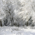 Frost-Laden Forest Mural Wallpaper - pure wallpaper artwork