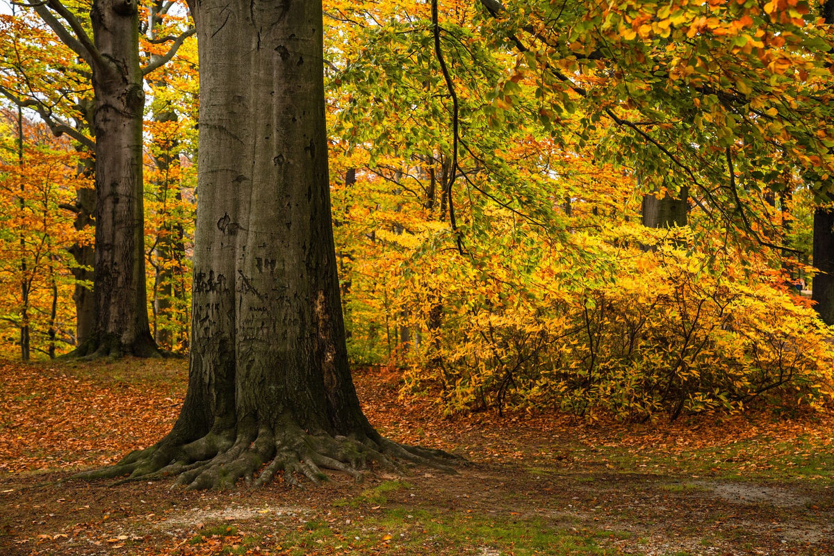 Falling Yellow Autumn Leaves Mural Wallpaper - pure wallpaper artwork