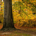Falling Yellow Autumn Leaves Mural Wallpaper - pure wallpaper artwork