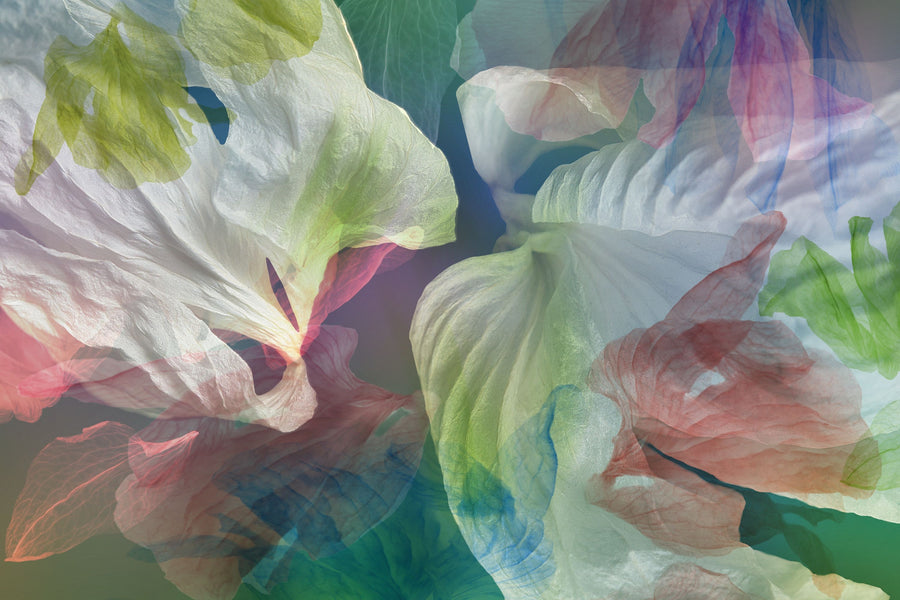 Mysterious Blooming Mural Wallpaper