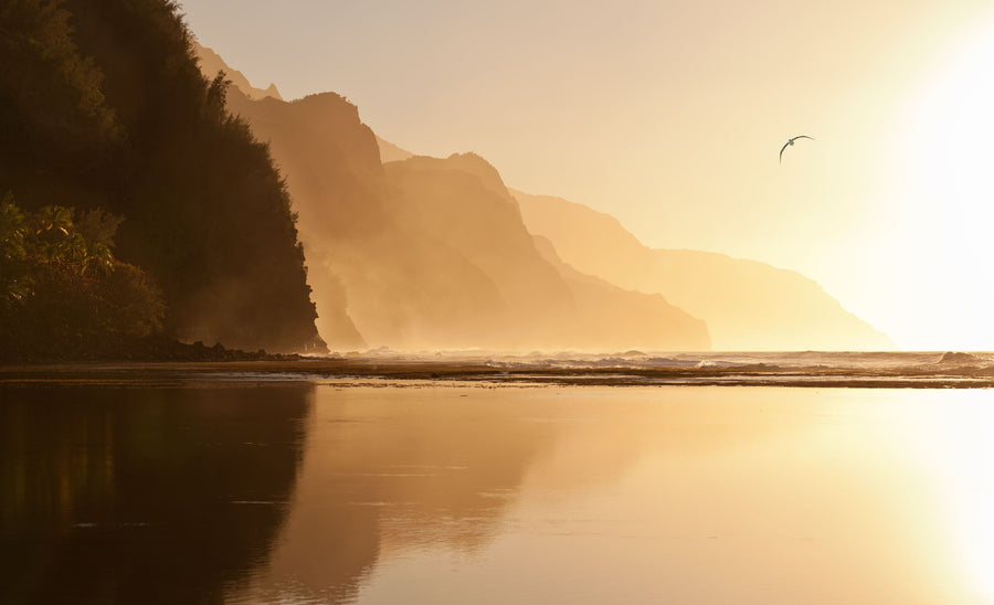 Albatross At Sunset Mural Wallpaper