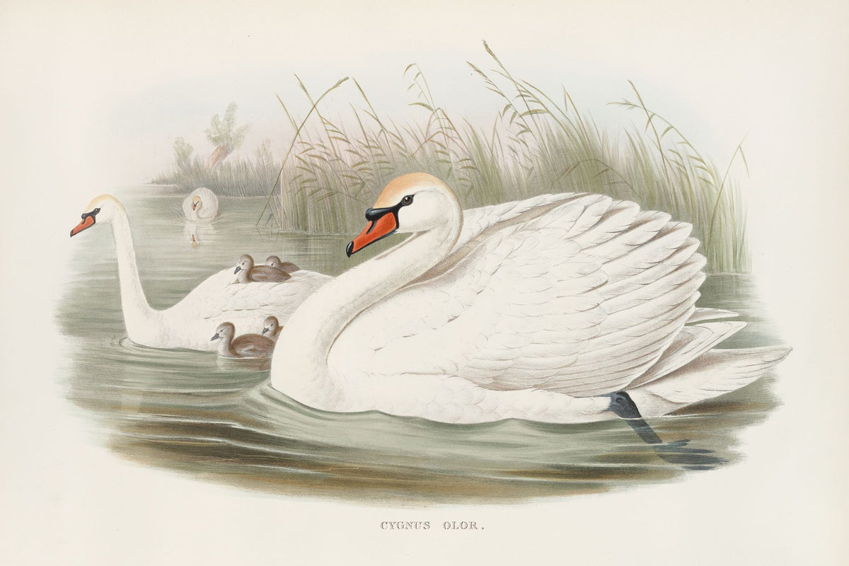 Swan Lake Mural Wallpaper - Light Tone - pure wallpaper artwork