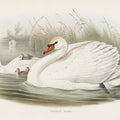 Swan Lake Mural Wallpaper - Light Tone - pure wallpaper artwork