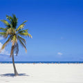 Palm Coast Paradise Mural Wallpaper - pure wallpaper artwork