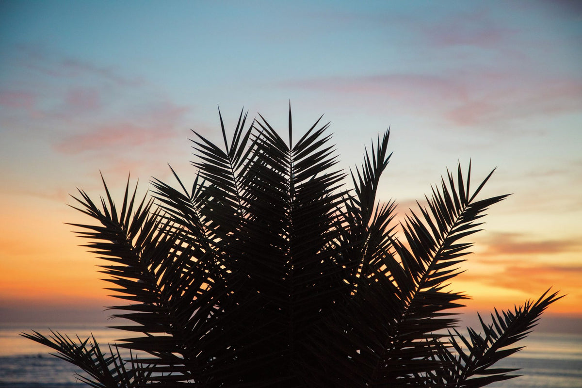 Sunset Palms II Mural Wallpaper - pure wallpaper artwork