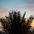 Sunset Palms II Mural Wallpaper - pure wallpaper artwork