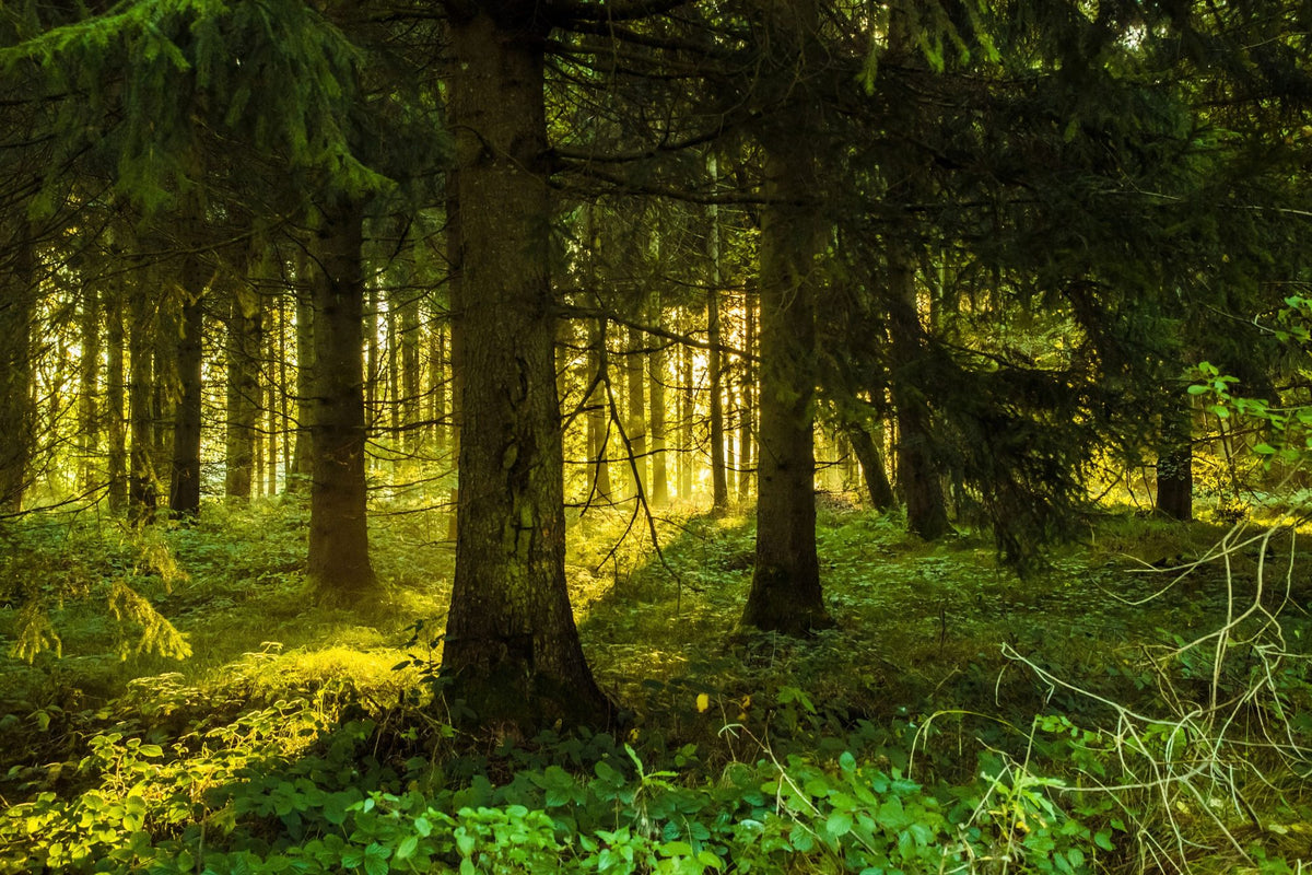Nordic Woodland Mural Wallpaper - pure wallpaper artwork