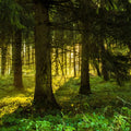 Nordic Woodland Mural Wallpaper - pure wallpaper artwork