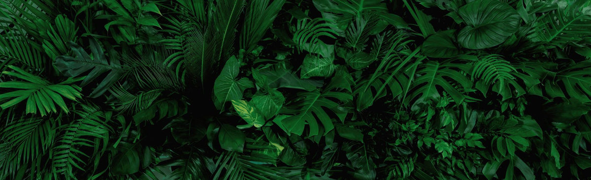 Banana Leaves Mural Wallpaper - pure wallpaper artwork