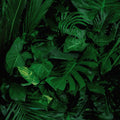 Banana Leaves Mural Wallpaper - pure wallpaper artwork