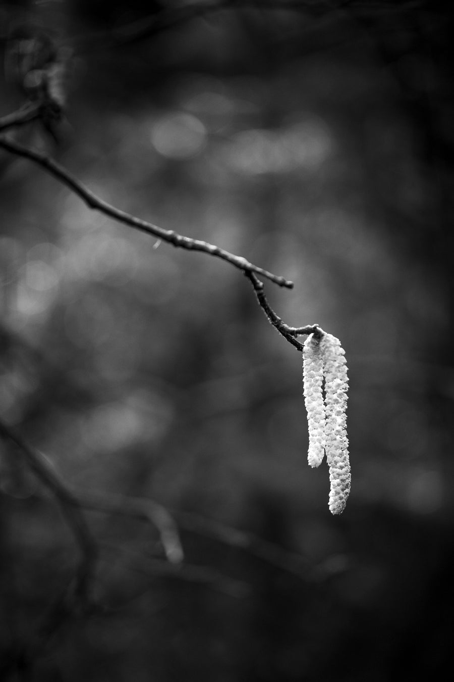 Birch Pollen Mural Wallpaper