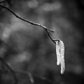 Birch Pollen Mural Wallpaper - pure wallpaper artwork