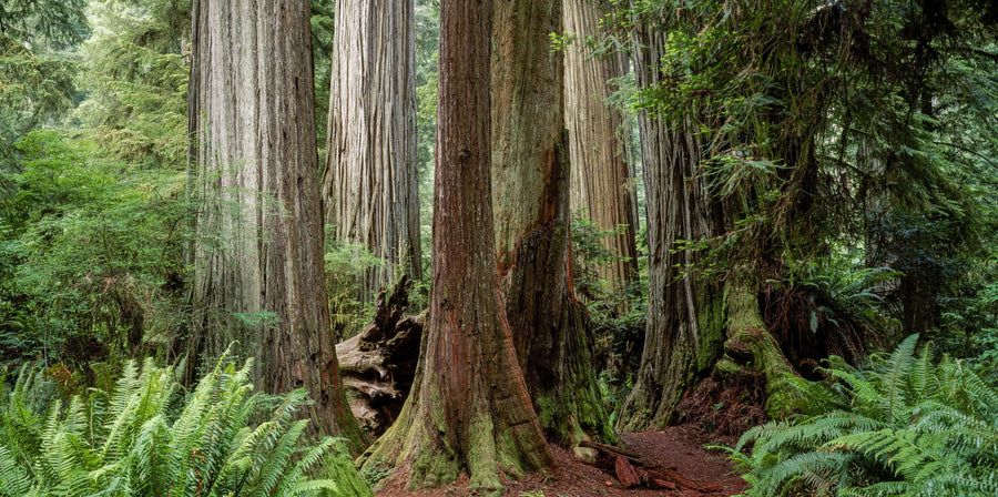 Ancient Forest Path Mural Wallpaper