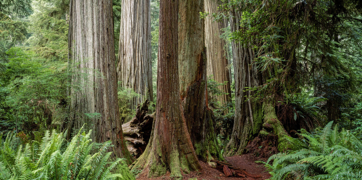Ancient Forest Path Mural Wallpaper - pure wallpaper artwork