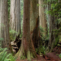 Ancient Forest Path Mural Wallpaper - pure wallpaper artwork