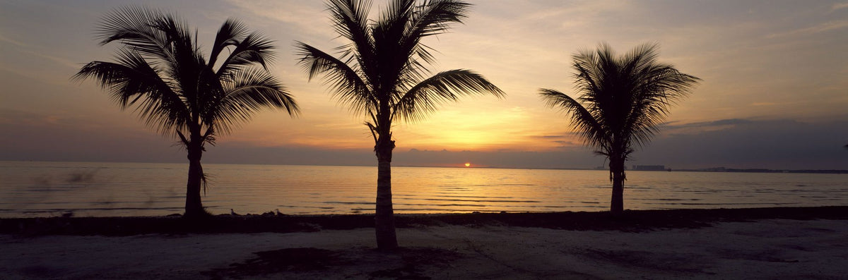 Sunset Palms Mural Wallpaper - pure wallpaper artwork