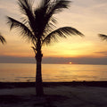 Sunset Palms Mural Wallpaper - pure wallpaper artwork