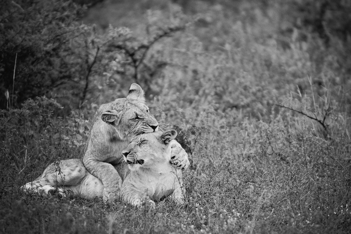 Playful Lions BW Mural Wallpaper - pure wallpaper artwork