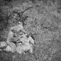 Playful Lions BW Mural Wallpaper - pure wallpaper artwork