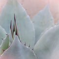 Dream Desert V Mural Wallpaper - pure wallpaper artwork