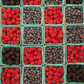 More Berries Please Mural Wallpaper - pure wallpaper artwork