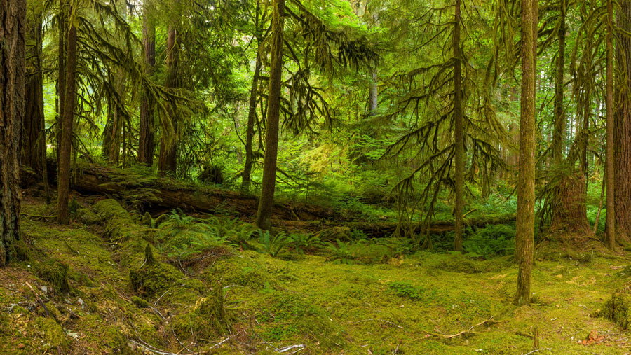 Ancient Groves Mural Wallpaper