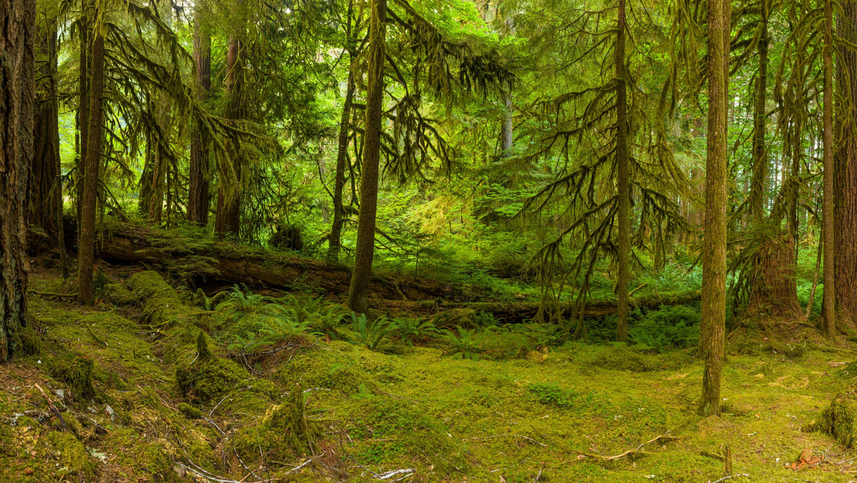 Ancient Groves Mural Wallpaper - pure wallpaper artwork