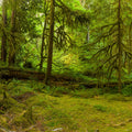 Ancient Groves Mural Wallpaper - pure wallpaper artwork
