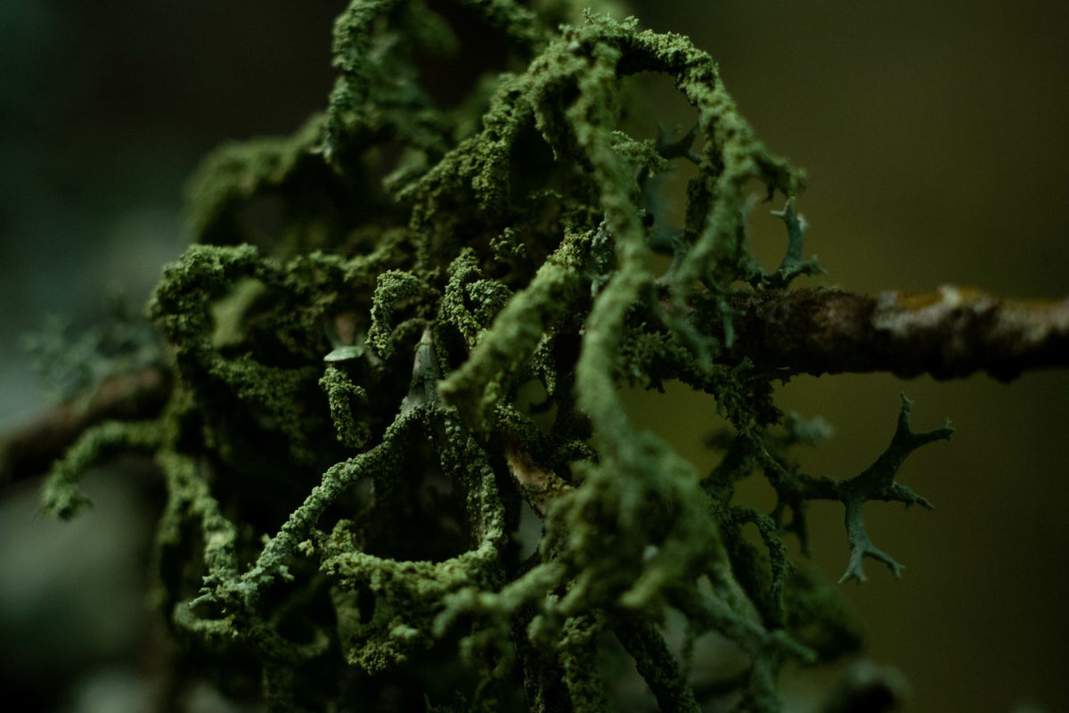 Moss Macro Mural Wallpaper - pure wallpaper artwork