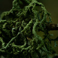 Moss Macro Mural Wallpaper - pure wallpaper artwork
