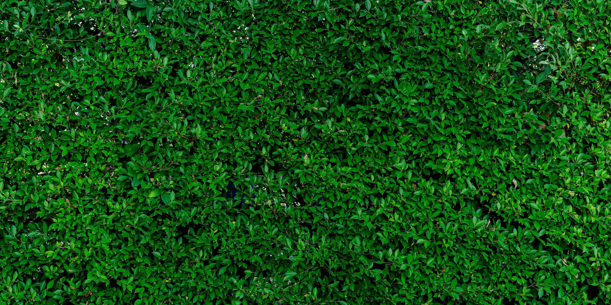 The Green Wall Mural Wallpaper - pure wallpaper artwork