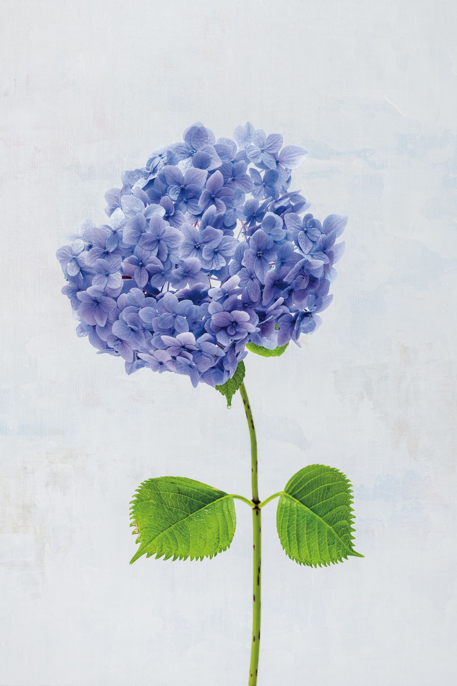 Cape Cod Hydrangea Mural Wallpaper