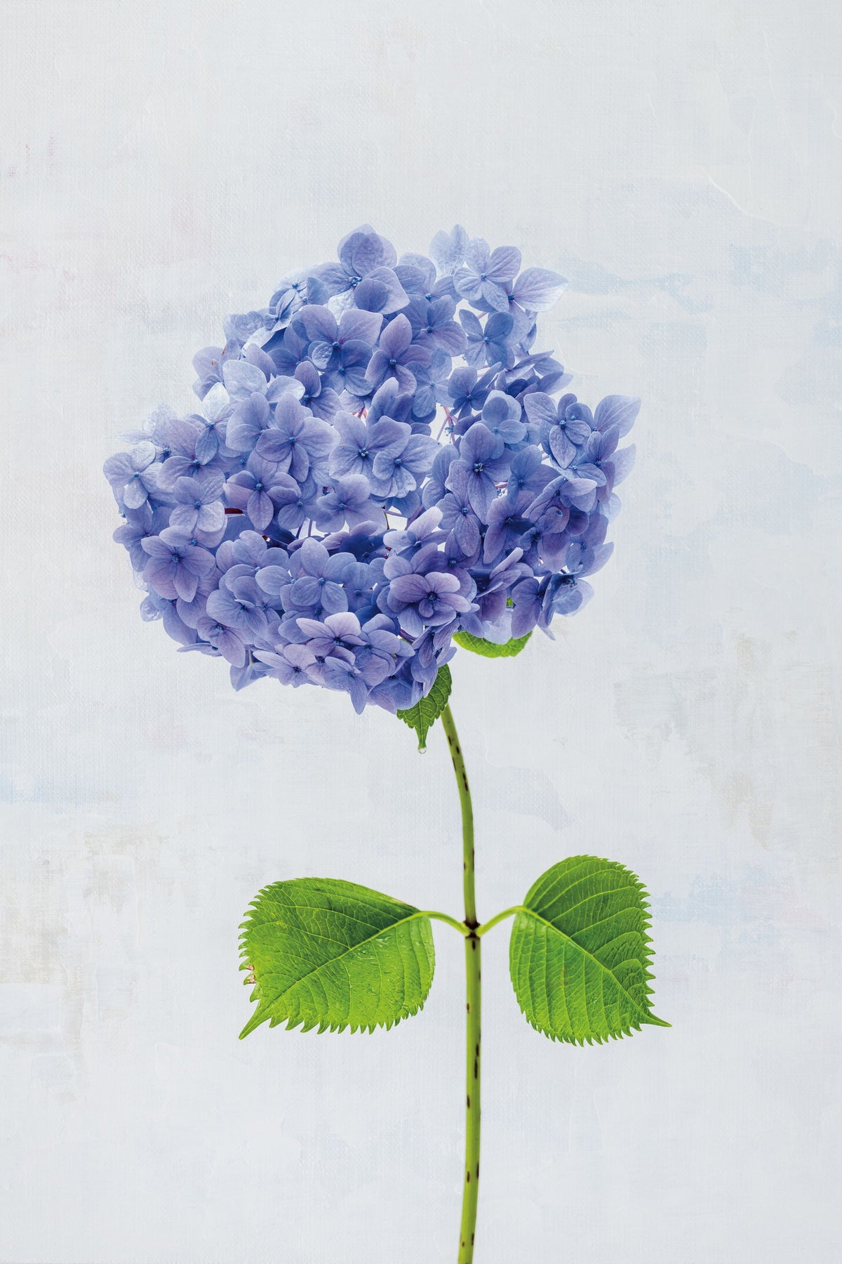 Cape Cod Hydrangea Mural Wallpaper - pure wallpaper artwork