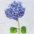 Cape Cod Hydrangea Mural Wallpaper - pure wallpaper artwork