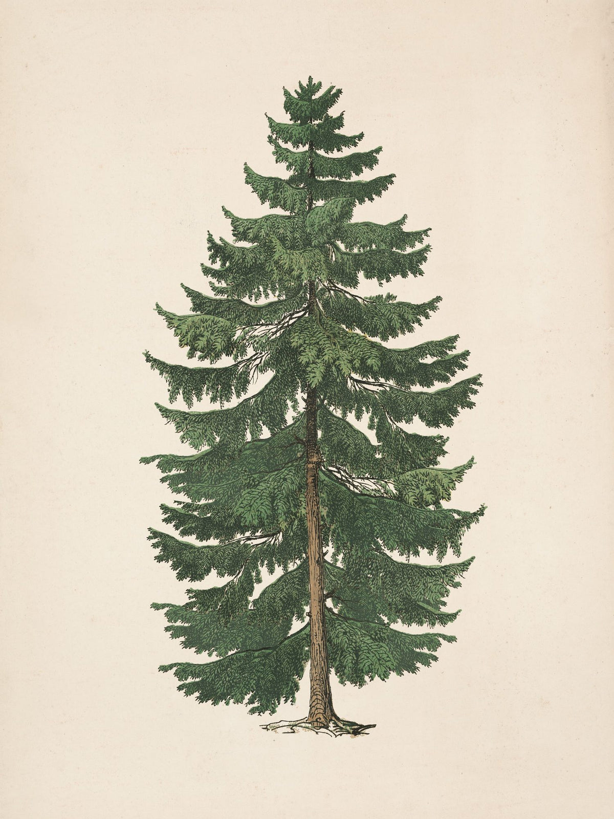Winter Pine Tree Mural Wallpaper - pure wallpaper artwork