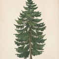 Winter Pine Tree Mural Wallpaper - pure wallpaper artwork