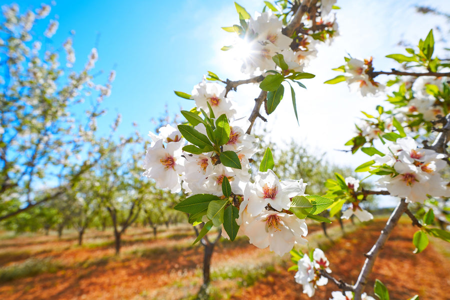 Almond Blossom Orchard Mural Wallpaper